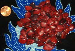 PERSIAN LIMA BEANS PERSIAN LIMA BEANS