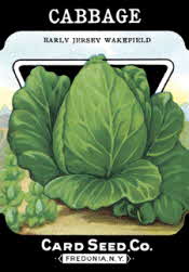 Green Cabbage Green Cabbage
