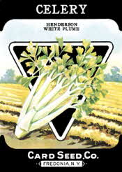 Celery Celery