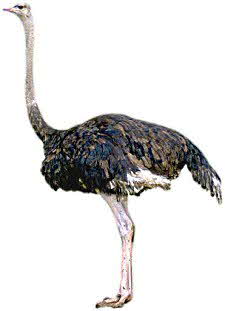 oSTRICH oSTRICH