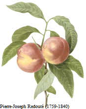 Peaches Peaches