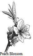 Peach blossom Peach blossom