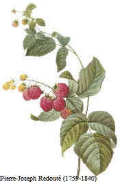 Raspberries Raspberries