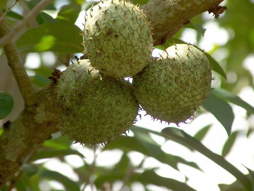 sour sop sour sop