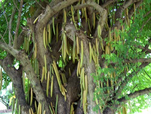 Candles In Trees