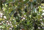 Avocado - CLICK FOR LARGE VIEW Avocado - CLICK FOR LARGE VIEW
