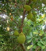 Jackfruit 3 - CLICK FOR LARGER IMAGE