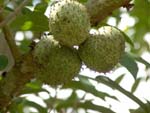 Mountain Soursop - CLICK FOR LARGER IMAGE Mountain Soursop - CLICK FOR LARGER IMAGE