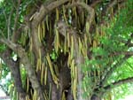 Candle Tree - CLICK FOR LARGER IMAGE Candle Tree - CLICK FOR LARGER IMAGE