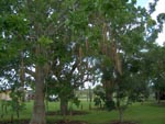 Sausage Tree - CLICK FOR LARGER IMAGE Sausage Tree - CLICK FOR LARGER IMAGE