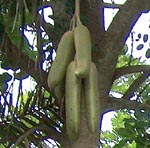 Sausage Tree - CLICK FOR LARGER IMAGE Sausage Tree - CLICK FOR LARGER IMAGE
