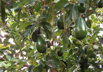 Avocados on Tree