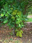 Jackfruit on lower tree trunk