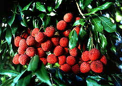 Lychees