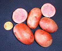 RED THUMB POTATO