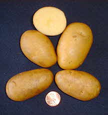 Sieglinde Potato