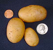 Yellow Peruvian Potato