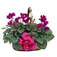 Cyclamen Basket