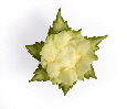 Garnish