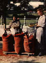 Paprika, People Paprika, People
