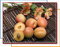 apriums