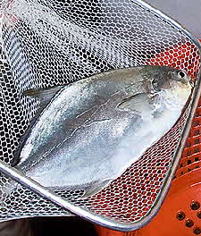 pompano