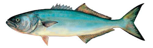 bluefish