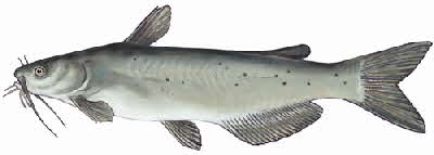 catfish