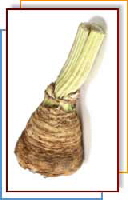 Celeriac (Celery Root)