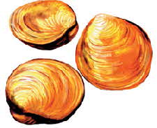 clams