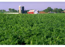 cornandbarn