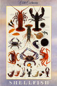 edible-crustaceans