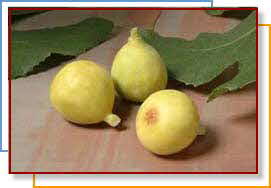 fig2