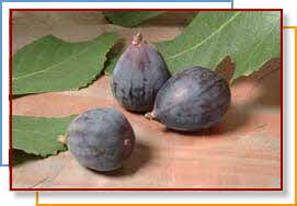Figs