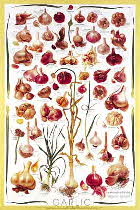 GARLIC