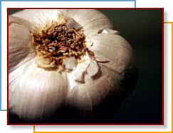 GARLIC BULB GARLIC BULB