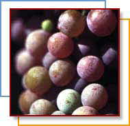 grapes3