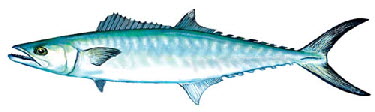 king mackerel