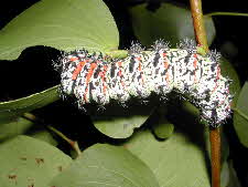 mopane worm