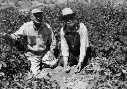 picking
