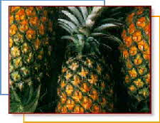 PINEAPPLE
