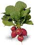 RADISH