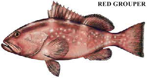 red grouper