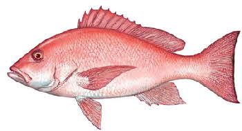 red snapper