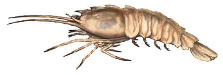 rock shrimp