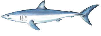 shark