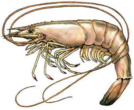 shrimp shrimp