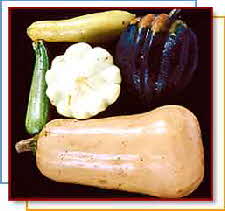 SQUASH