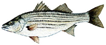 striped-bass