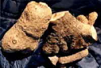 TRUE YAMS